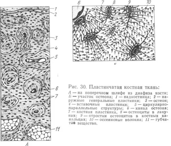 Пластинчатая костная ткань. Пластинчатая костная ткань гистология. Строение пластинчатой костной ткани. Пластинчатая компактная костная ткань диафиза трубчатой кости. Пластинчатый слой