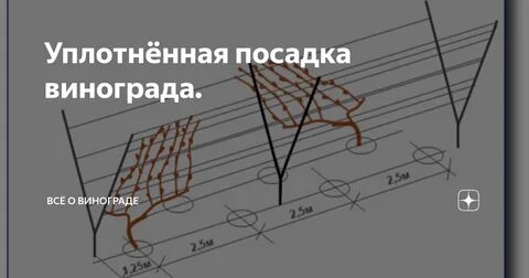 На каком расстоянии от забора сажать виноград