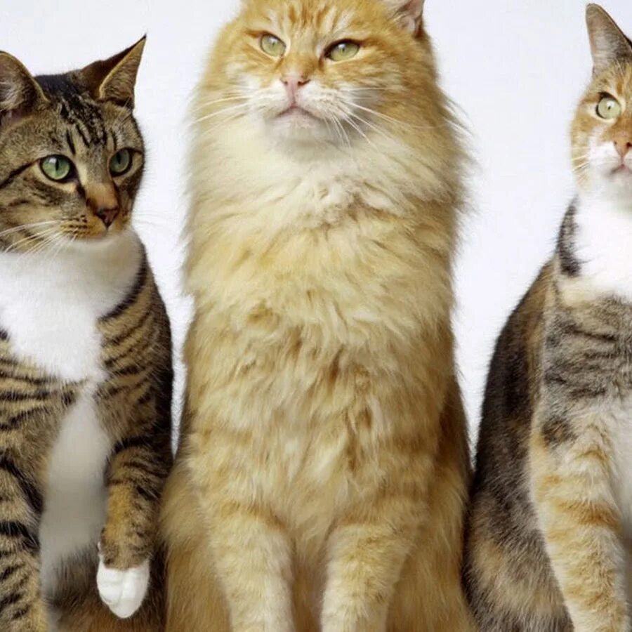 Коты. Три котика. Трое котов. Кот разные.