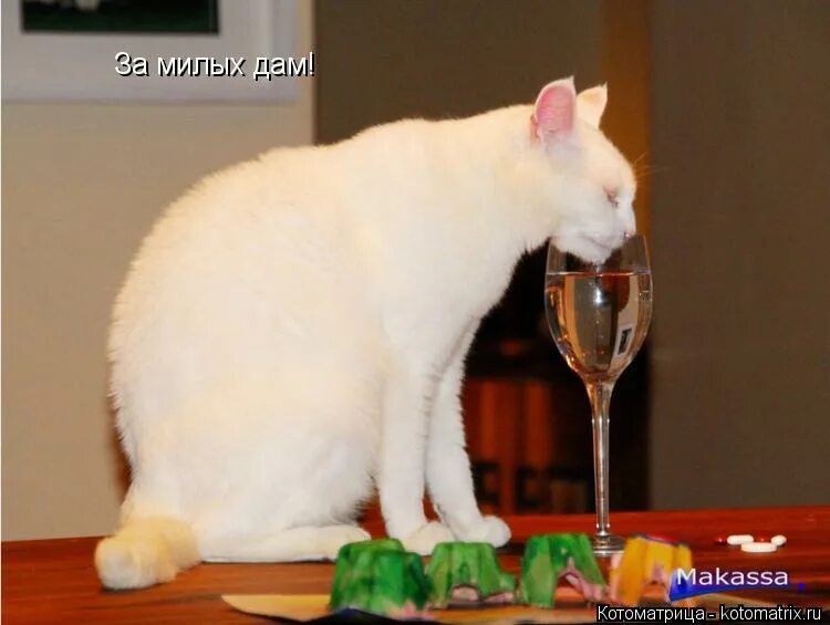 наивный олень. котята милашки. кошка ласкается. миленькая давай. миленькая давай.