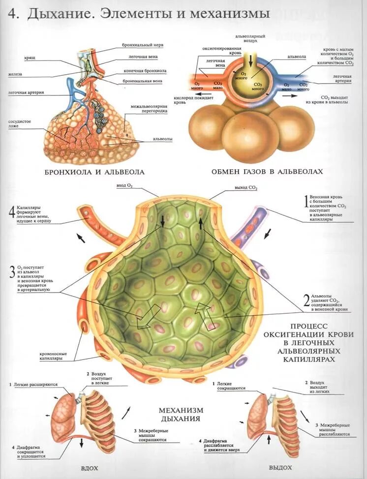 Дышащая ткань. Дышащая ткань. Элементы дыхания. Водонепроницаемая воздухопроницаемая ткань. Передне латеральный разрез сердца.