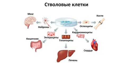Источники клеток