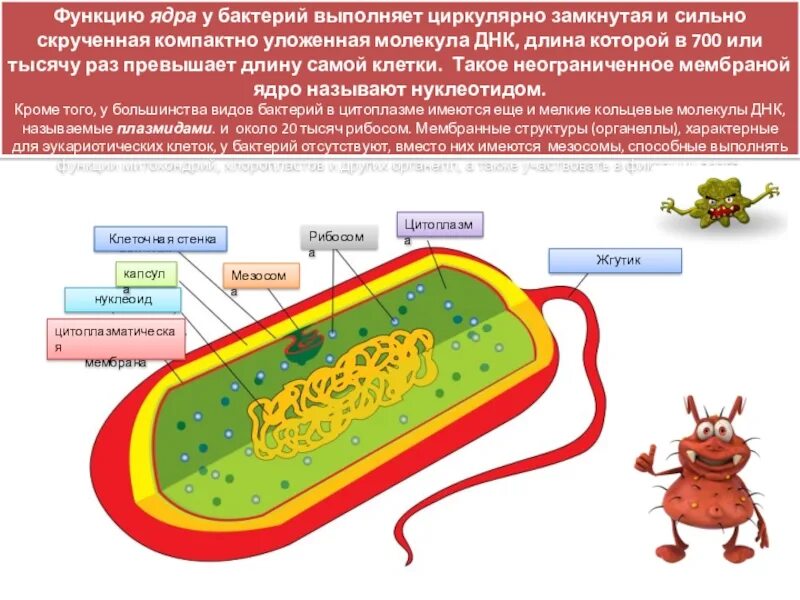 Бактерия замкнутая днк. Мезосома бактериальной клетки строение. Строение бактерии мезосома. Нуклеоид бактерий. Мезосома функции у бактерий.