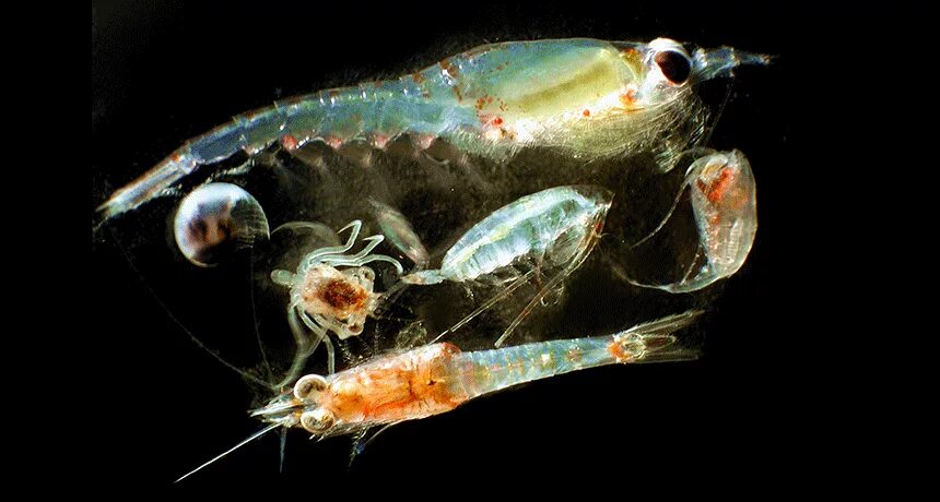 Зоопланктоны ракообразные. Зоопланктон и фитопланктон. Криль зоопланктон. Фитопланктон нанопланктон зоопланктон.