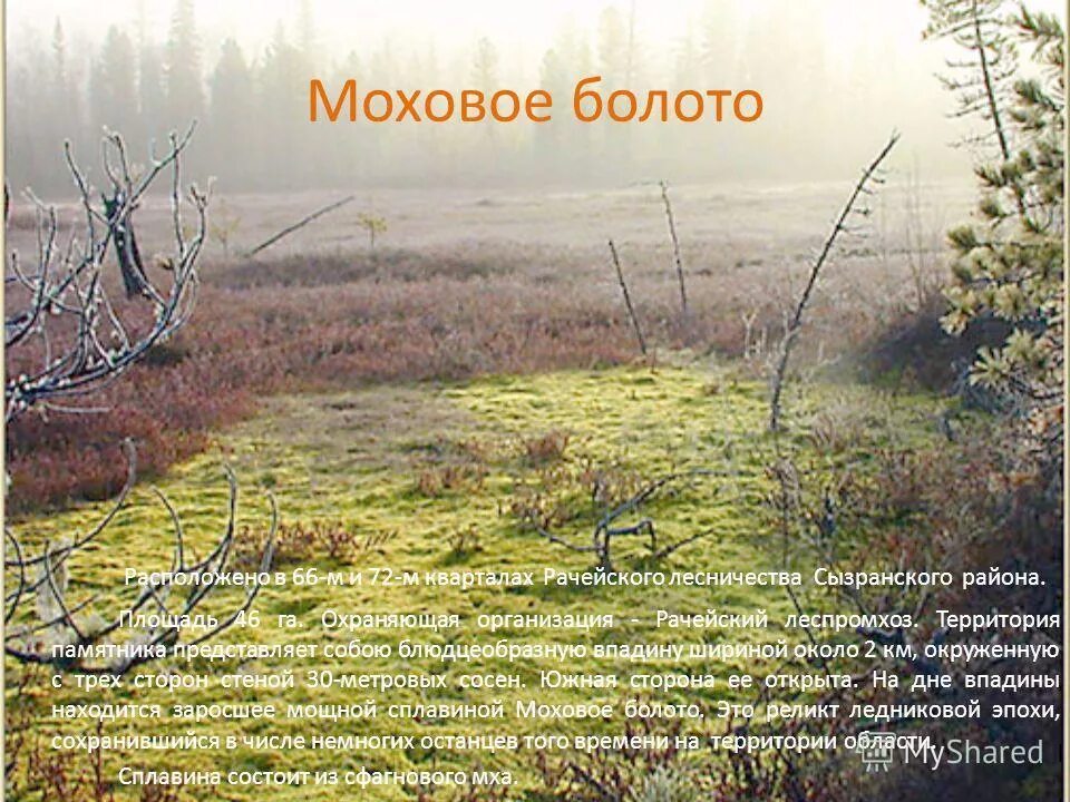 природа рассвет. тундра лесотундра тайга. моховое болото новобурасский район. мшистые болота румыния. болотистый лес румыния.