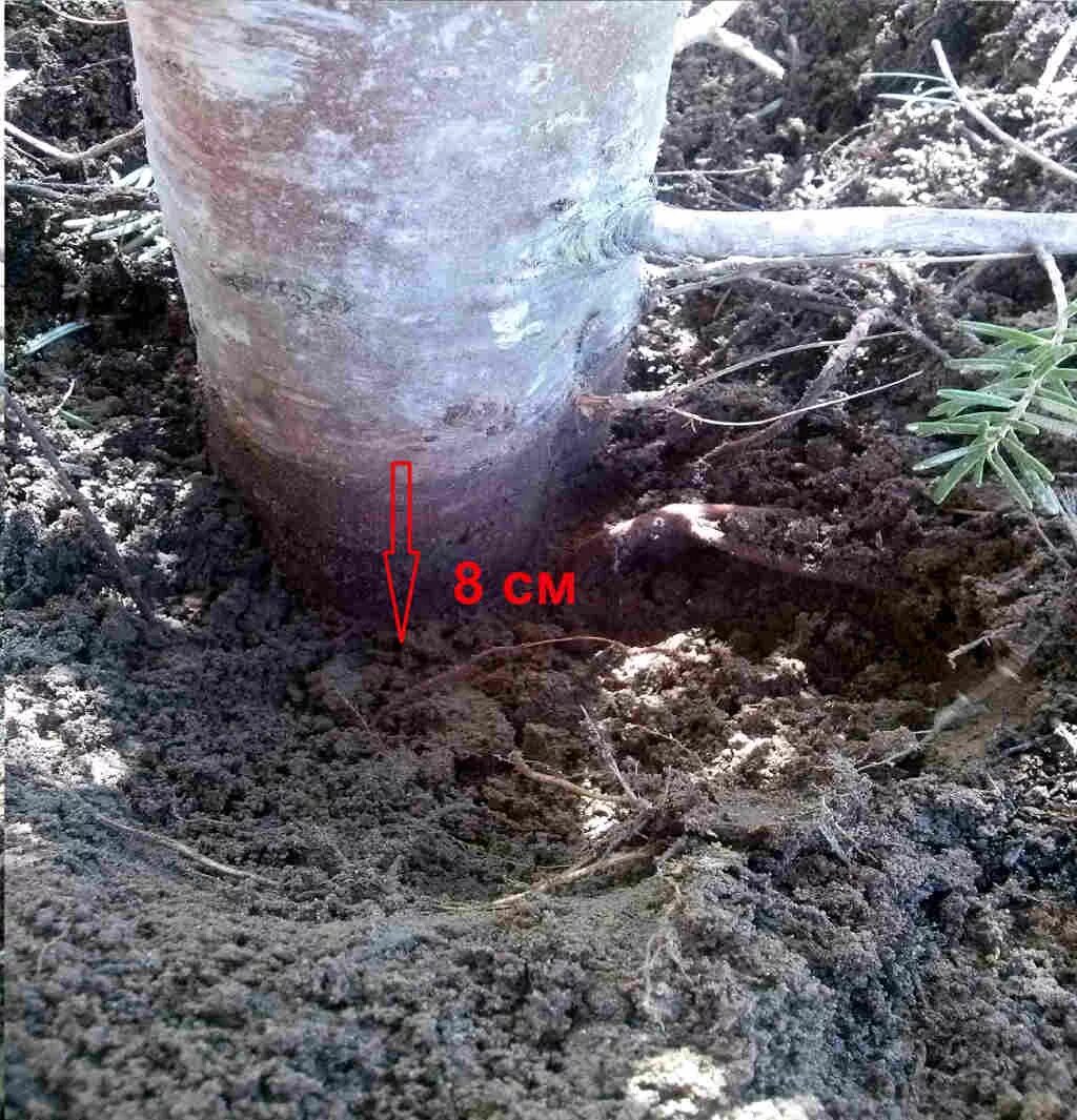 Лама - неприхотливая алыча для российских садов, которая привлекла меня обильным