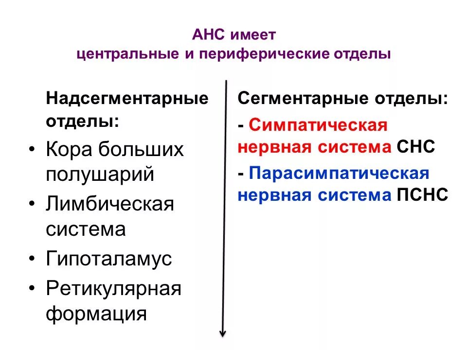 Сегментарный отдел вегетативной нервной системы. Симпатическая и парасимпатическая нервная система сегментарный. Центральные и периферические отделы вегетативной нервной системы. Симпатическая нервная система и лимбическая система.