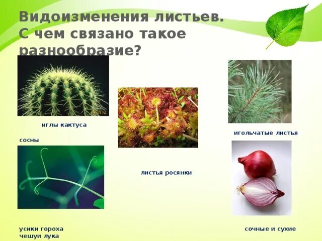Какие видоизменения листьев произошли у растений. Какие видоизменения листьев произошли у растений