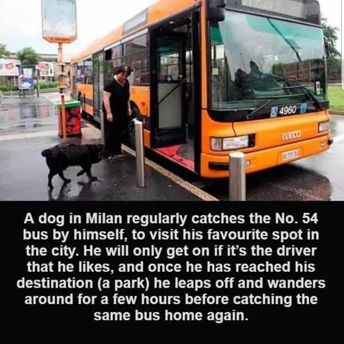 Catching bus перевод. Animal bus машина. catch the bus. catch the bus перевод. funny bus.