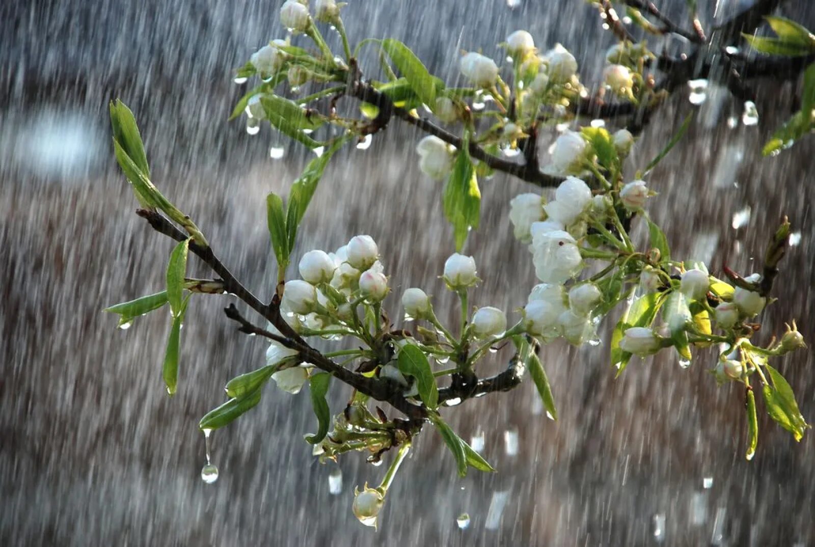 Какое сегодня апреля. Дождь весной. Весенняя природа.