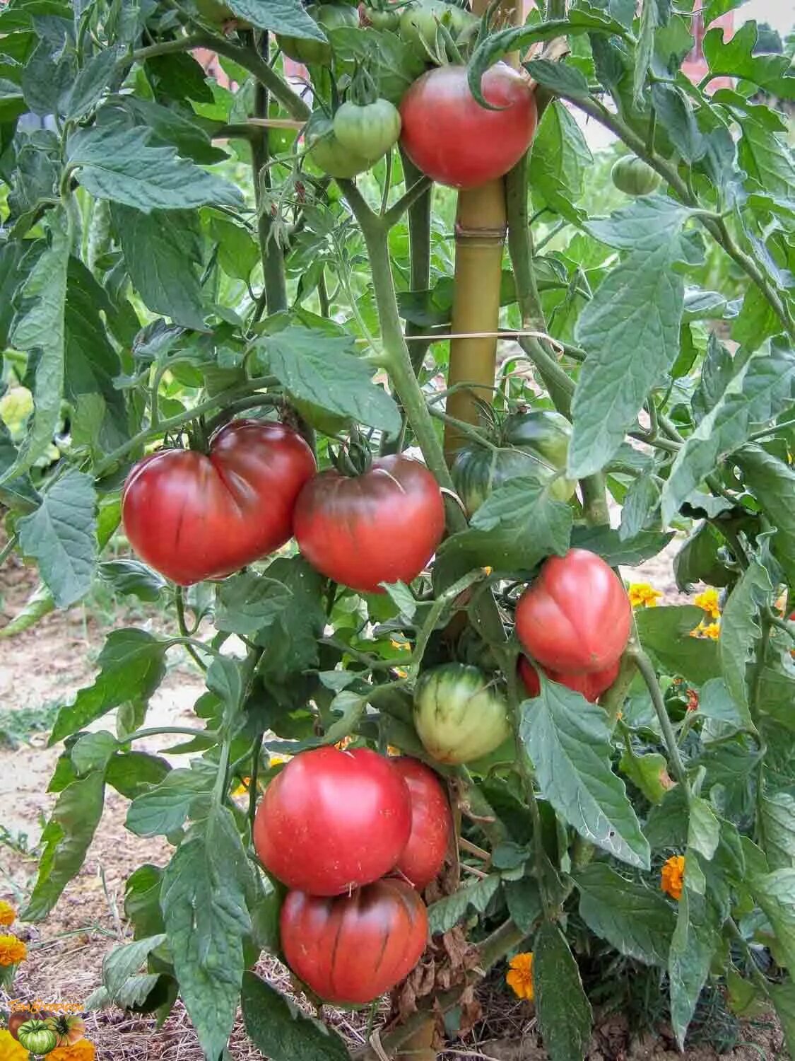 Томат черное сердце брэда. Сорт томата черное сердце бреда. Томат черное сердце брэда (brad's black heart),. Томат черное сердце. Сорт томата черное сердце бреда.