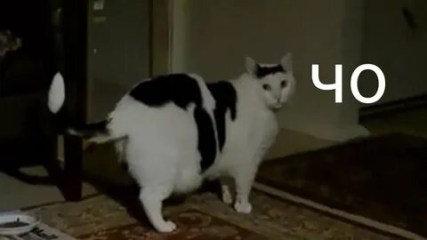 Кот ток видео