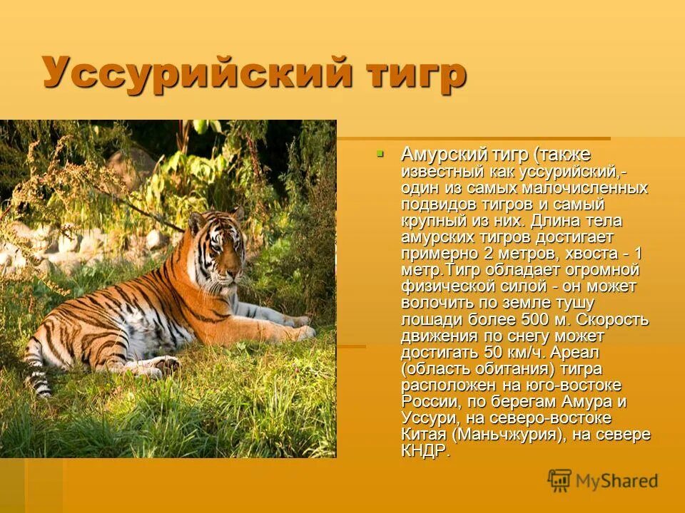 Какая длина тигра. Про Уссурийского тигра красная книга. Уссурийский тигр и Амурский тигр. Амурский (Уссурийский) тигр. Уссурийский тигр презентация.
