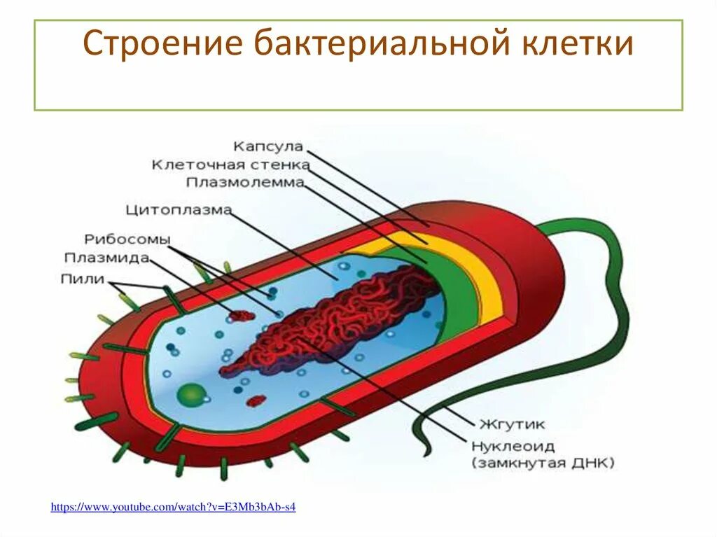 Строение клетки бактерии рисунок. Схема строения бактериальной клетки микробиология. Строение бактериальной клетки 10 класс биология. Обобщенная схема строения бактериальной клетки.