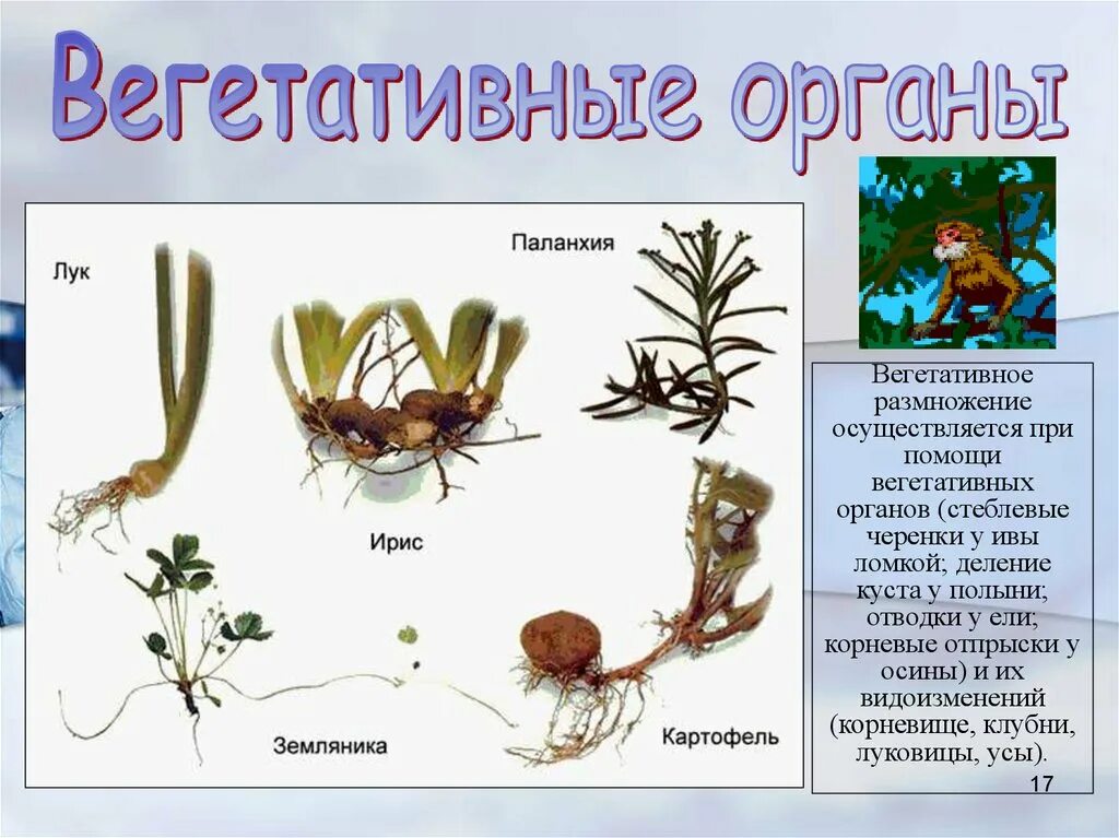 Вегетативное размножение ивы. Органы вегетативного размножения. Бесполое размножение вегетативное примеры. Вегетативное размножение делением куста. Вегетативное размножение осуществляется путем деления мицелия