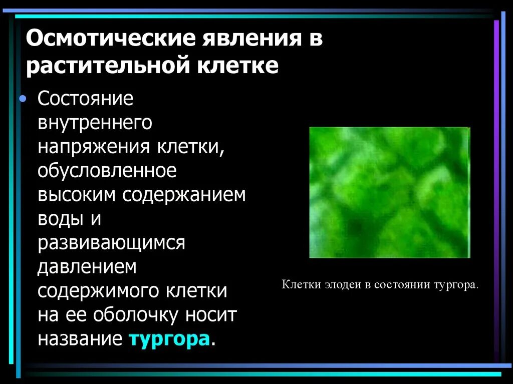 Физическое состояние клетки. Осмотические явления. Явления клетки. Осмотическое давление растительной клетки. Осмотическое состояние клетки.