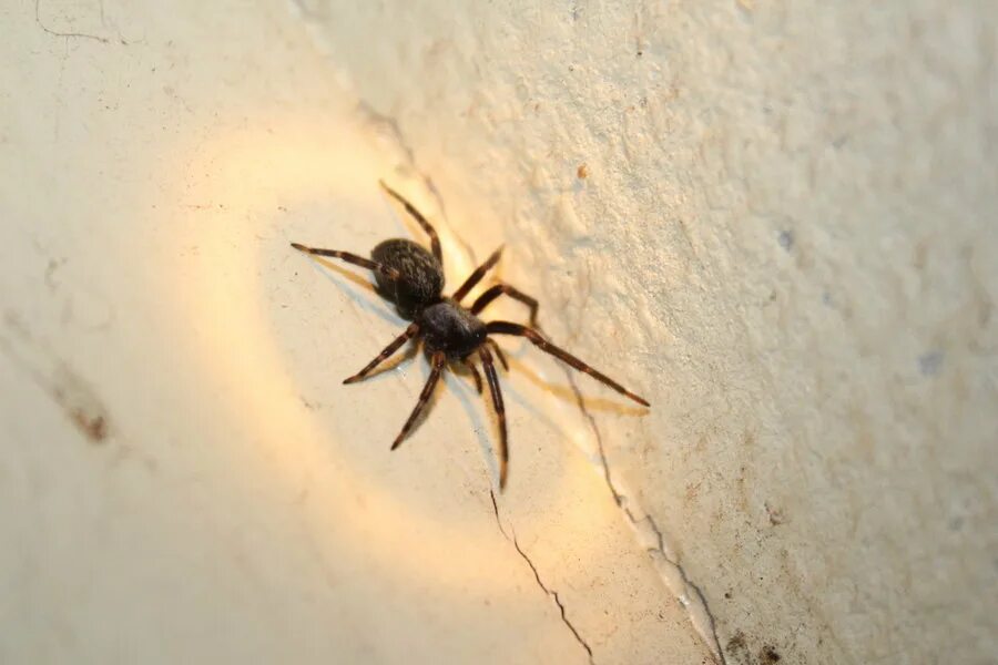 Black house spider 2 Bruce Chant Flickr