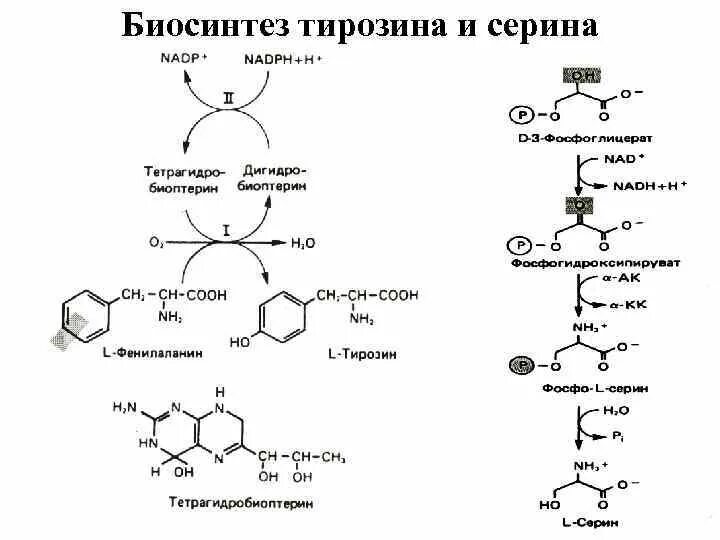 Синтез триптофана из Серина. Биосинтез убихинона из тирозина.. Реакция синтеза тирозина. Серин и тирозин реакция.