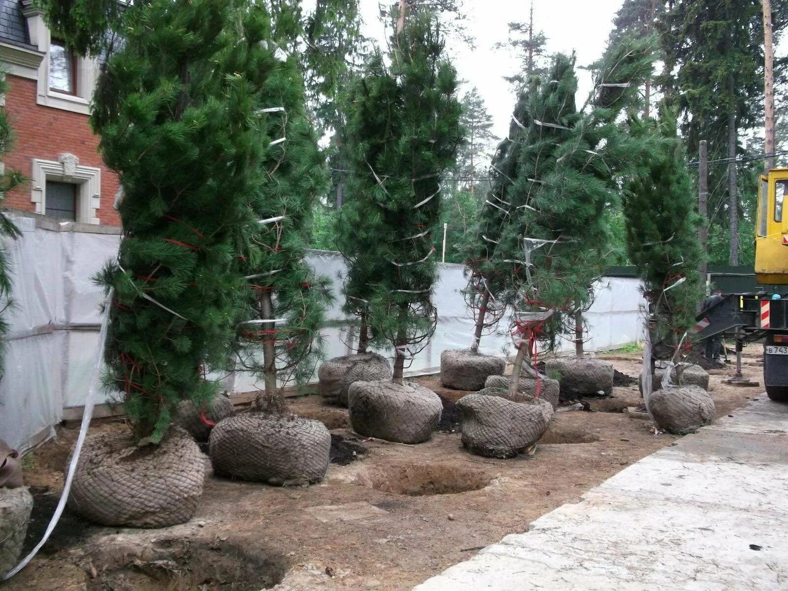 Хвойные крупномеры. Сосна Кедровая крупномер. Кедр Сибирский крупномер. Сосна обыкновенная крупномер. Крупномеры саженцы кедра.