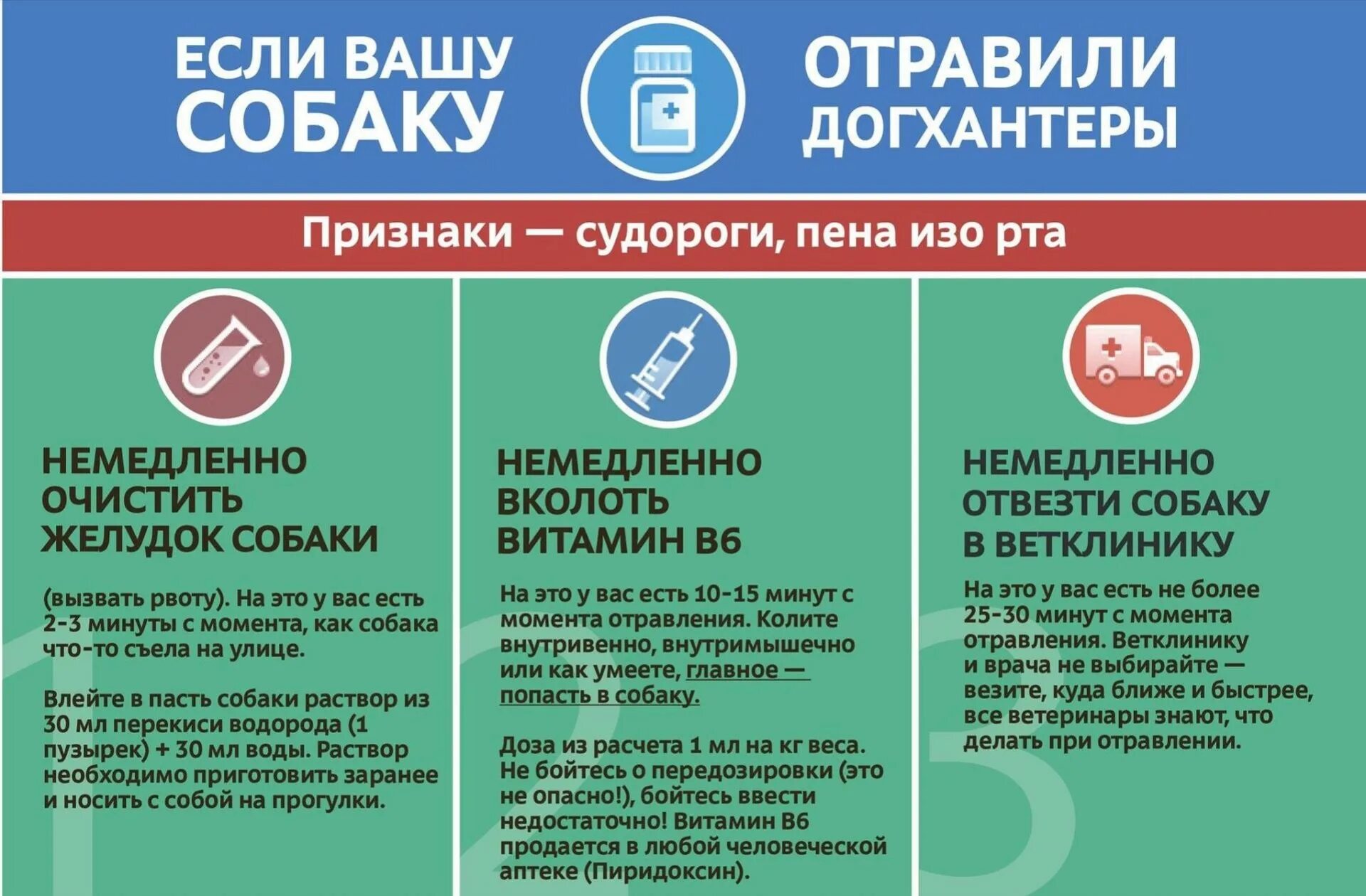 При отравлении собаки. Первая помощь при отравлении собаки. Памятка при отравлении собаки ядом. Отравление отравой