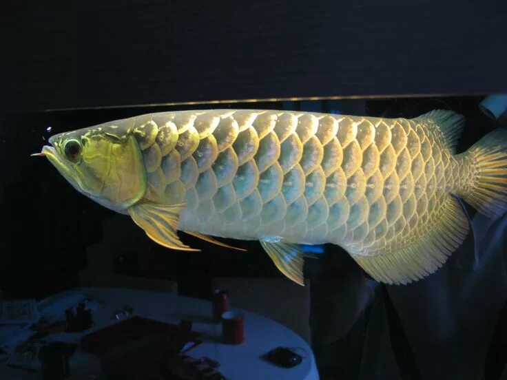 Аквариумная рыбка арована. Аравана рыба аквариумная. Арована рыба. Азиатская арована рыба. Арована электрик блю.