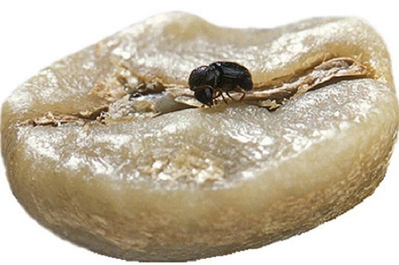 Вредители кофе. Hypothenemus hampei. Кофейный жук. Кофейный жук бурильщик. Кофейный жук hypothenemus hampei.