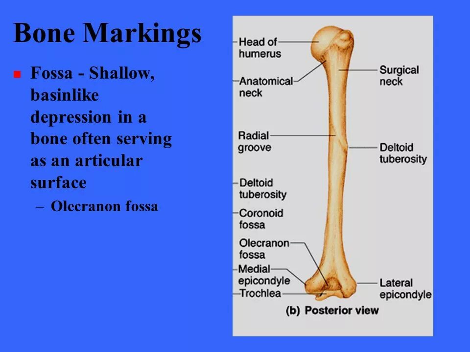 Olecranon латынь. Humerus латынь. radial groove. bone. radial groove of humerus.