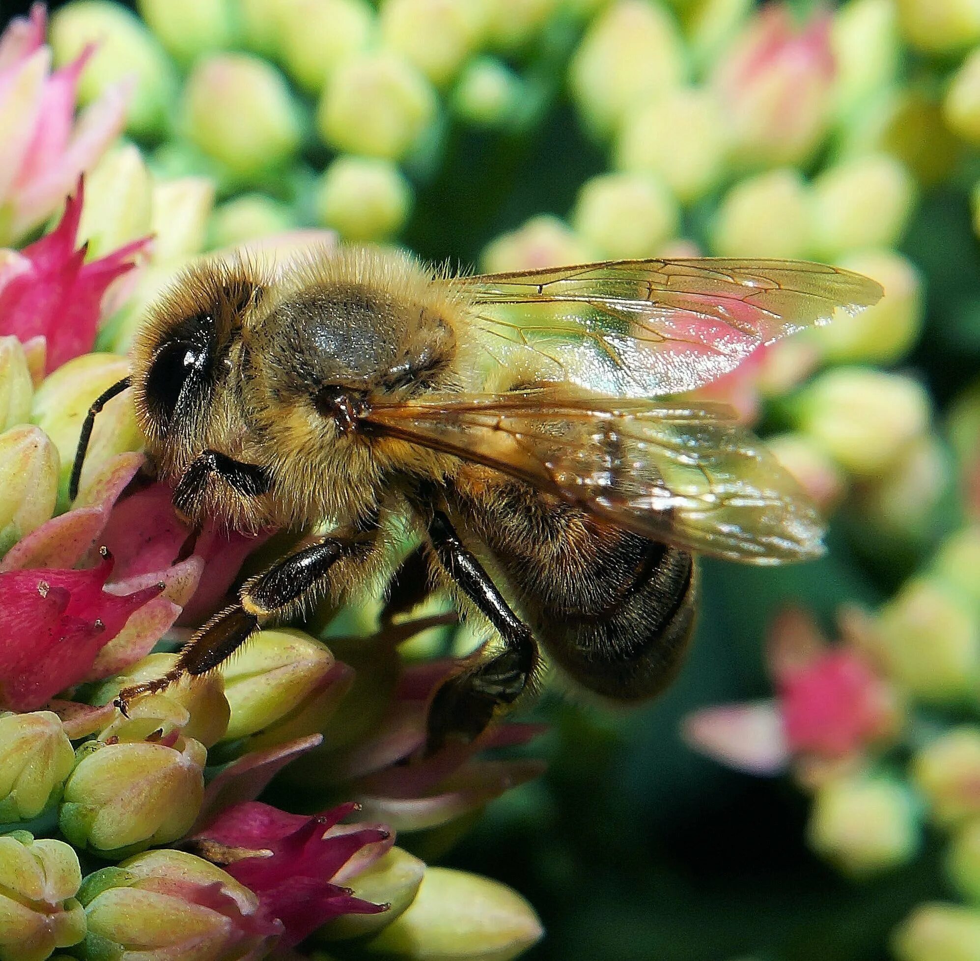 Собирает нектар и пыльцу. Шмель с нектаром. Пчелы опылители. Пчела опыляет цветущие растения. Пчелы опылители растений.