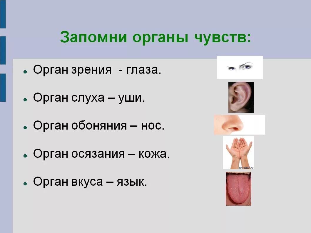 Органы чувств и вода. Органы чувств человека. Органы чувств у человека названия. Перечислите органы чувств человека. 5 Органов чувств человека.