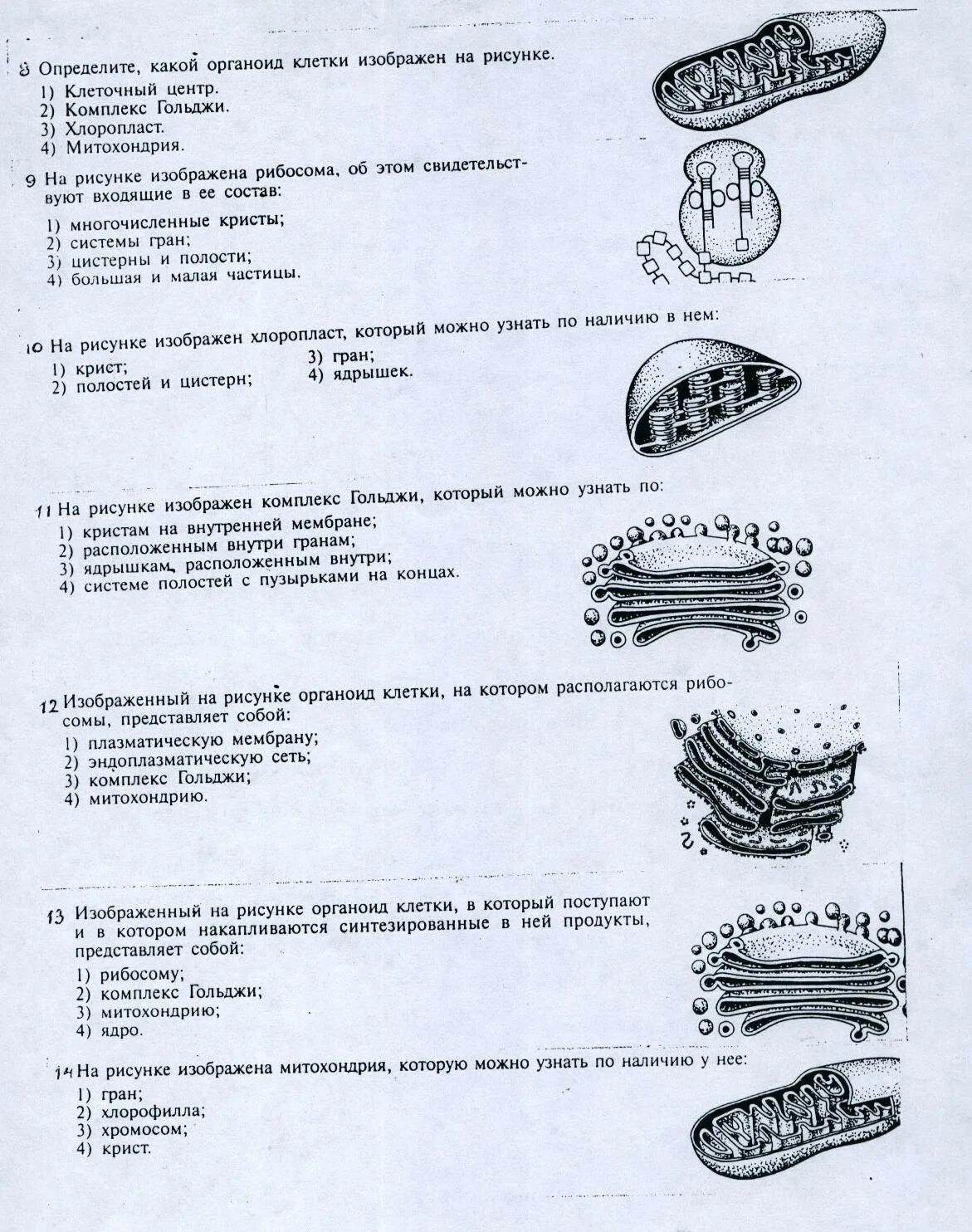 Органоиды клетки проверочная