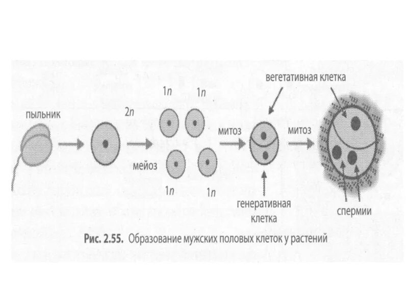 Формирование половых клеток у цветковых растений. Клетка пыльцевого зерна схема. Образование мужских половых клеток у растений. Образование половых клеток у цветковых растений. Развитие мужских гамет