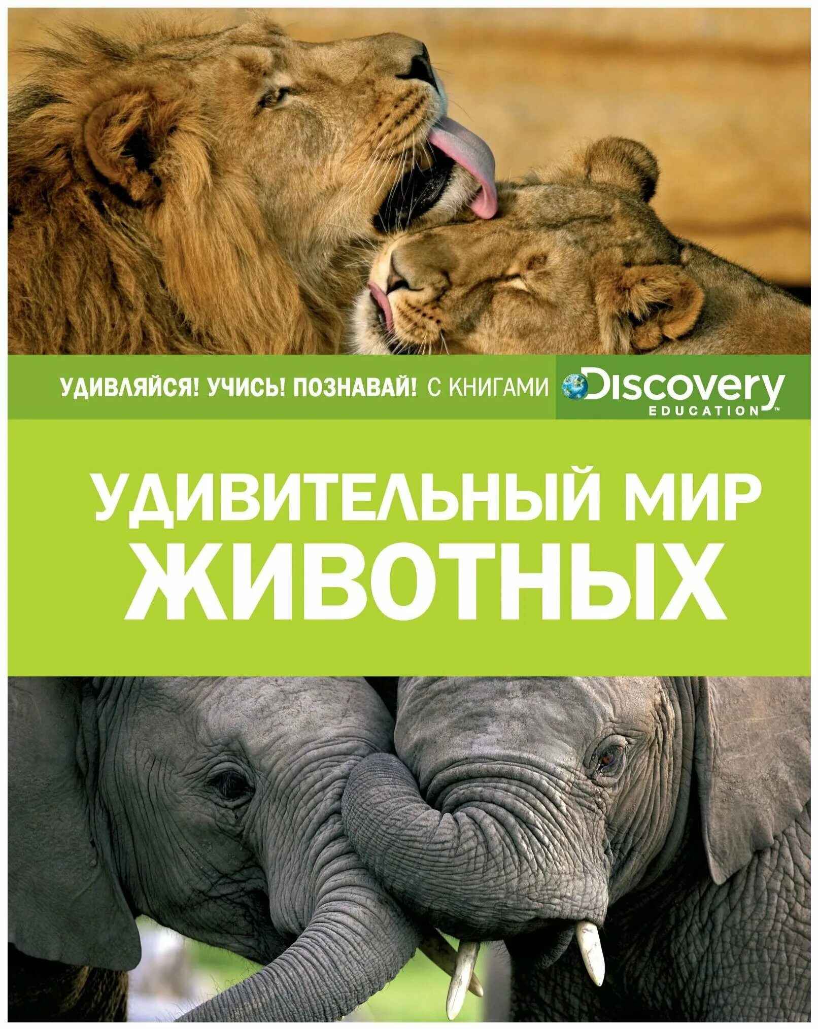 Энциклопедия животного мира. Читать книги мир животных. Детская книга про животных. Книга животный мир азии. Книга в мире животных.