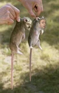 2 большие крысы
