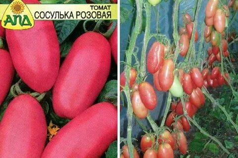 Сосулька томаты отзывы