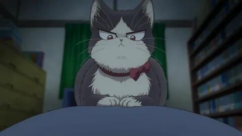Кошка хару
