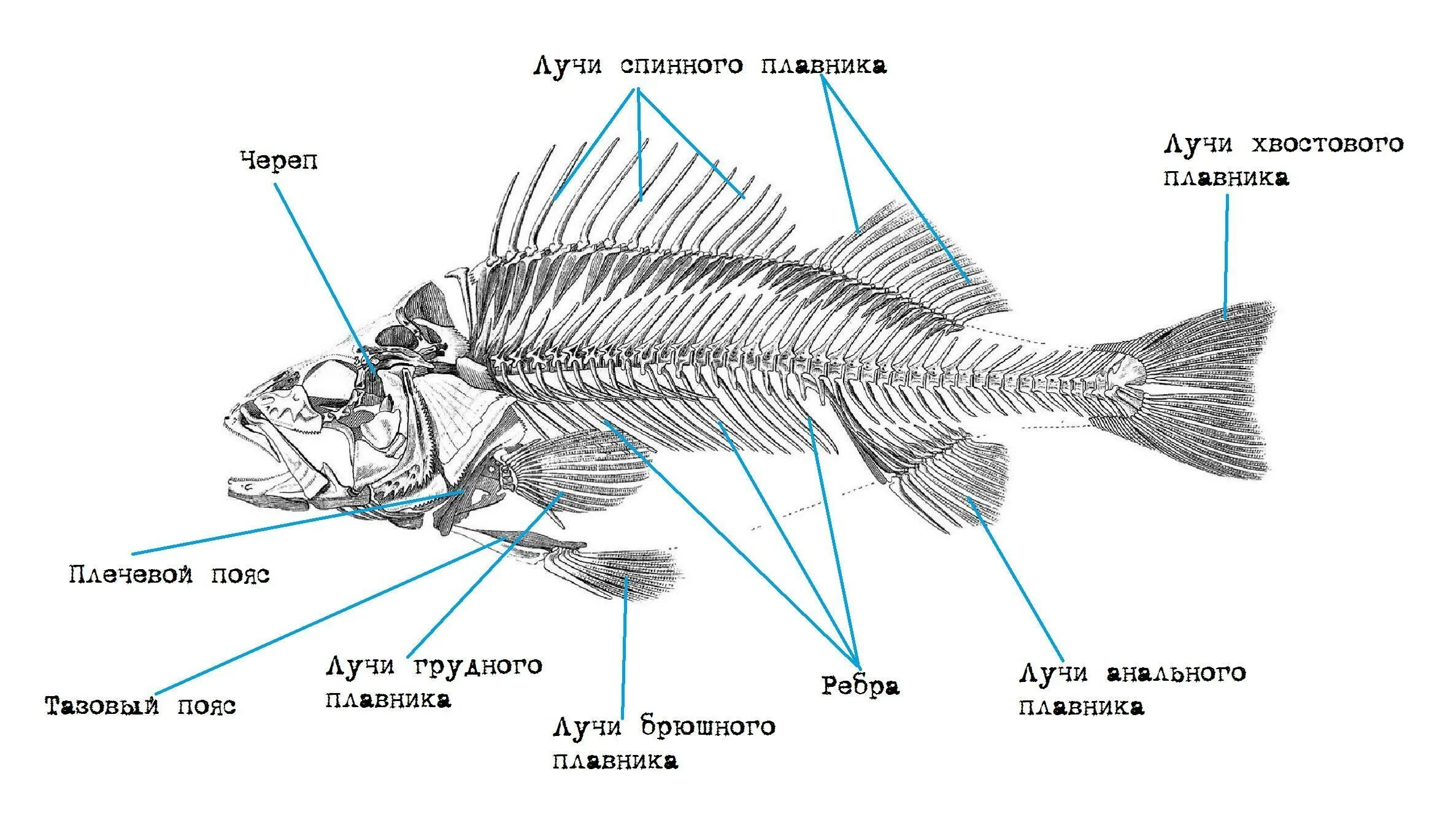 Опорно двигательная система рыб схема. Опорно двигательная система костных рыб. Строение опорно двигательной системы у рыб. Скелет система рыб.