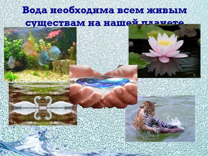 Вода источник всего живого. Вода источник жизни. Вода — основа жизни на нашей планете.. Вода для животных и растений.
