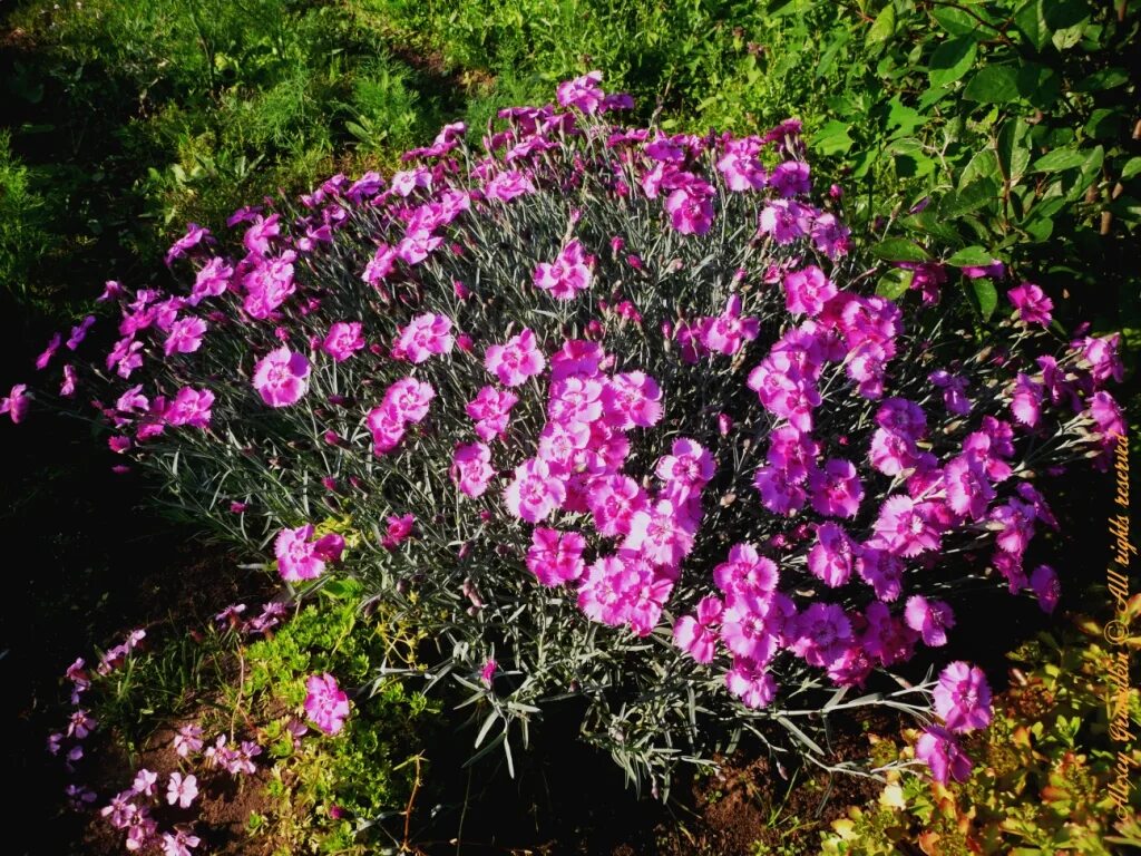 Гвоздика травянка почвопокровная. Гвоздика травянка (Dianthus deltoides). Гвоздика травянка многолетняя. Почвопокровник гвоздика-травянка. Гвоздика почвопокровная