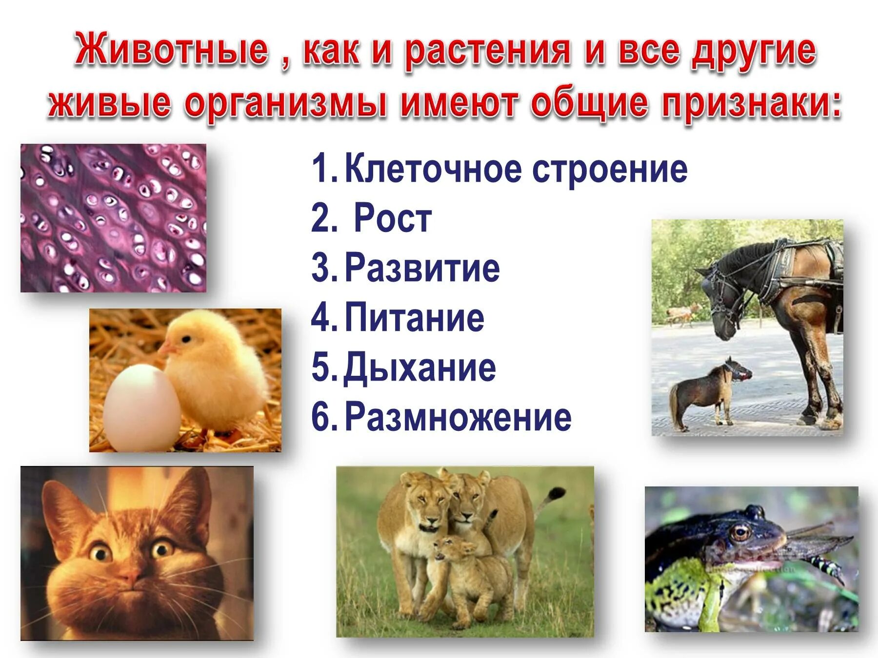 Признаки животных. Характерные особенности животных. Живые организмы животные. Общие признаки животных.