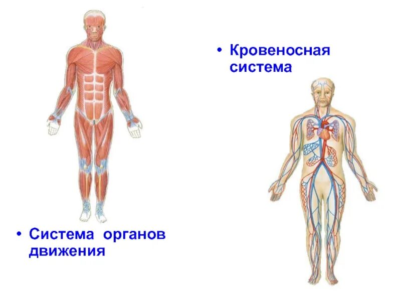 Органы движения. Система органов движения. Физиология движения органов.. Организм человека система органов движения. Система органов движения картинки.