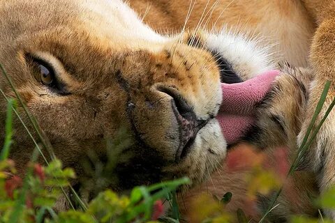 Animal articles