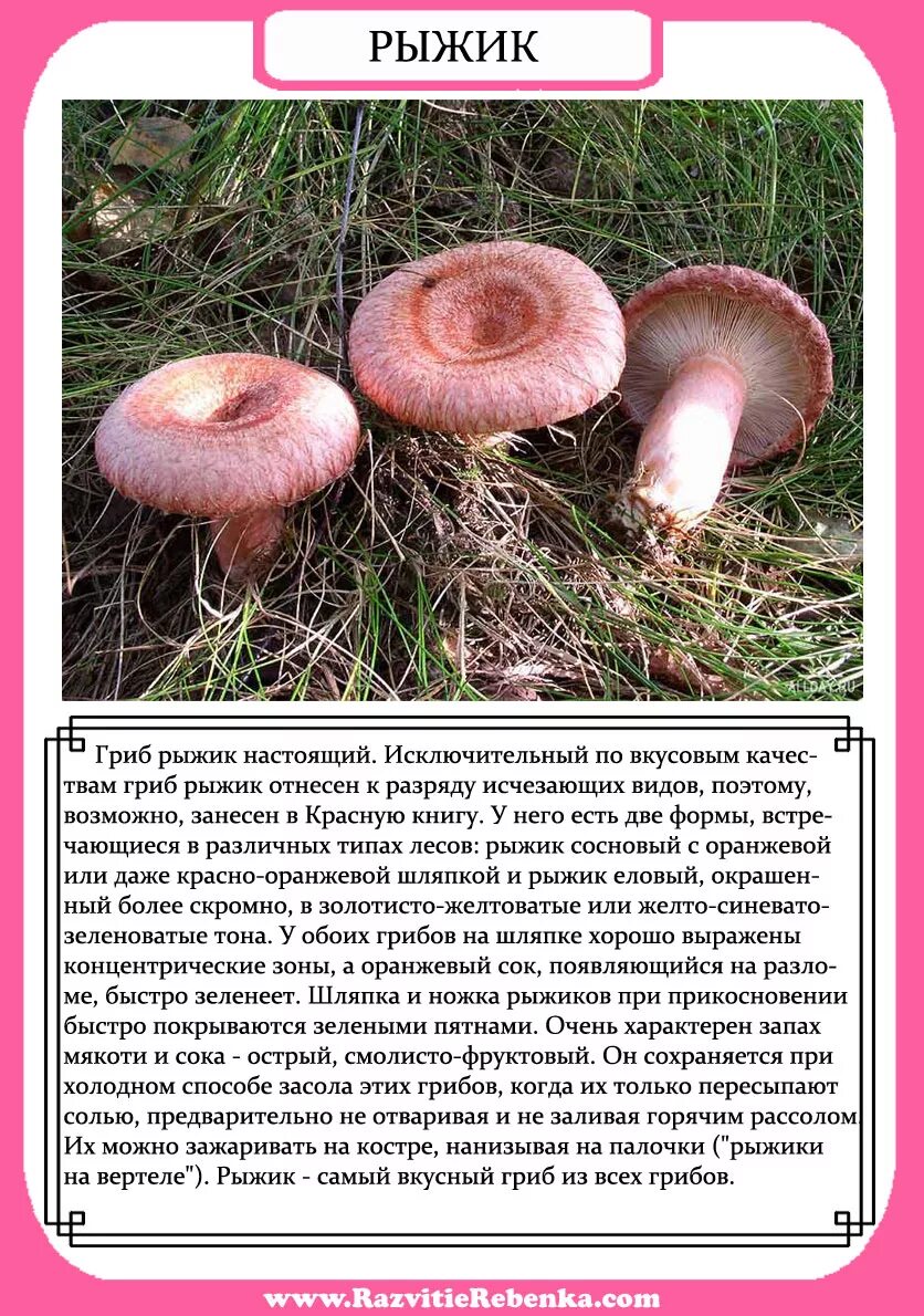 рассказ о грибе рыжик. рыжик текст песни. грибы съедобные рыжики описание кратко. гриб рыжик доклад 2 класс. рыжик гриб описание для детей.