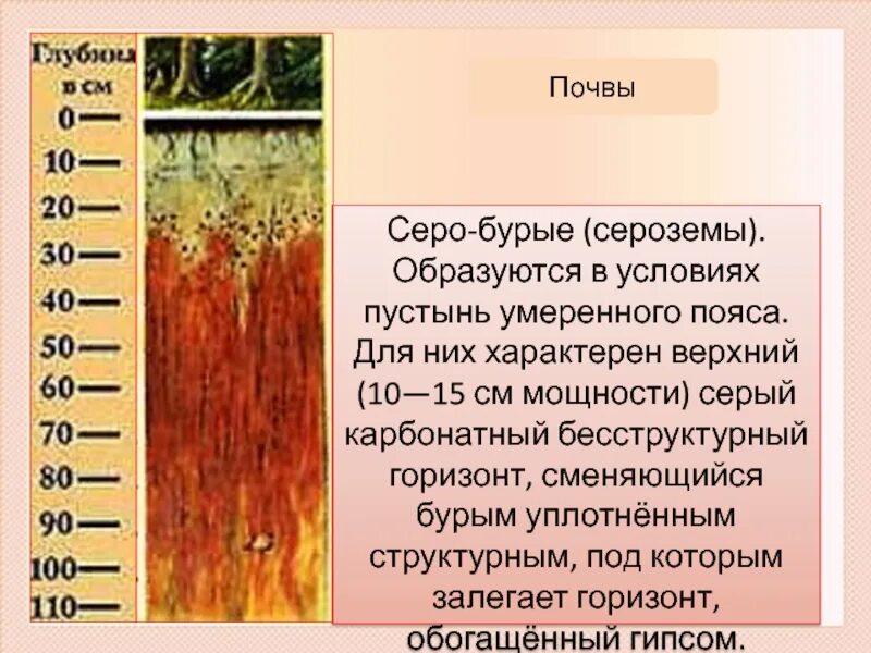 Условия образования серых почв. Бурые полупустынные почвы. Серо-бурые пустынные почвы профиль. Почва бурая. Бурые аридные почвы.