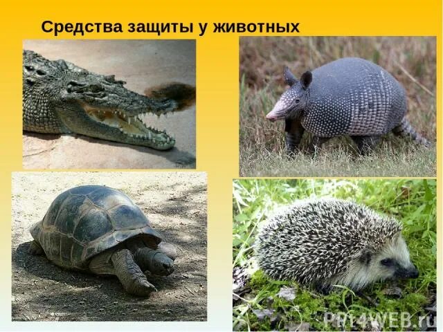 Примеры защиты у животных и растений Презентация "Приспособленность организмов"