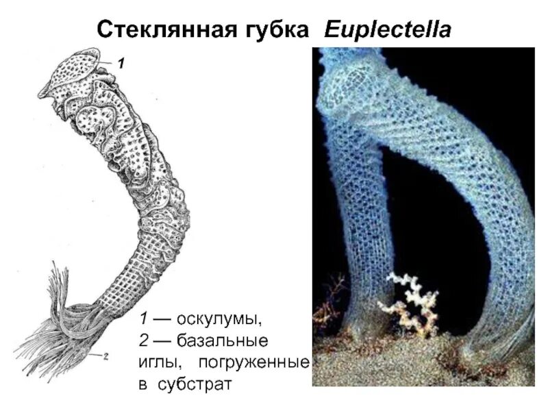 Euplectella aspergillum стеклянная губка. Скелет стеклянных губок. Стеклянные губки строение. Спикулы губок.