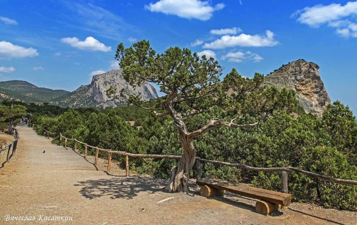 Реликтовая можжевеловая роща новый свет. Можжевеловая роща. Можжевеловая роща геленджик. Можжевеловая роща судак. Реликтовая можжевеловая роща в крыму.