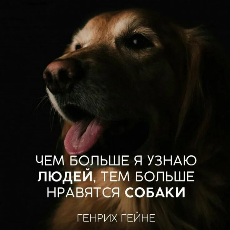 Строчки про собак. Цитаты про собак. собака и человек цитаты. цитаты про собак со смыслом. афоризмы о животных.