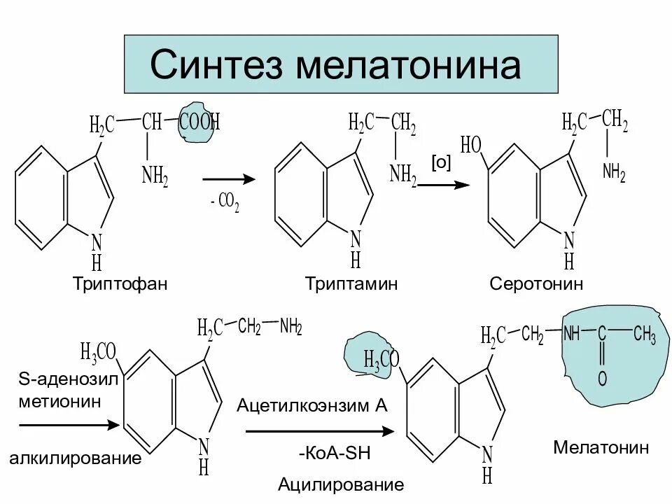 Синтез мелатонина. Синтез мелатонина из триптофана. Реакция Синтез мелатонина из триптофана. Процесс синтеза мелатонина из триптофана. Синтез меланина из триптофана.