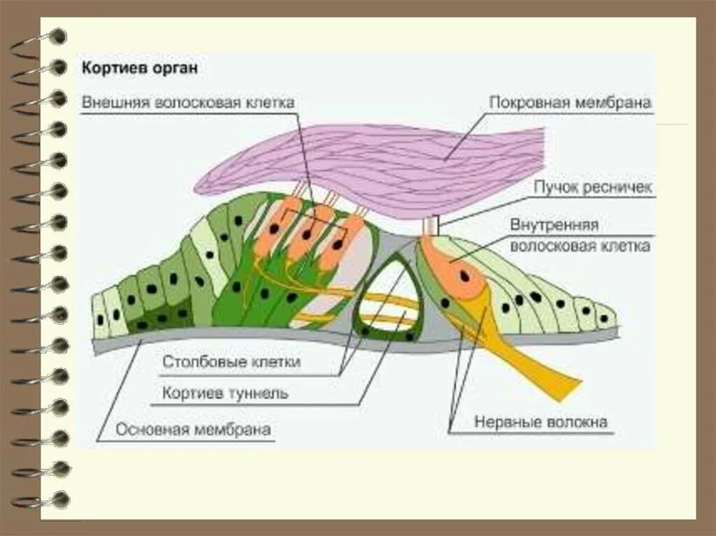 Кортиев орган слуха. Кортиев орган строение. Строение улитки и Кортиева органа. Рецепторные клетки Кортиева органа. Кортиев спиральный орган строение.