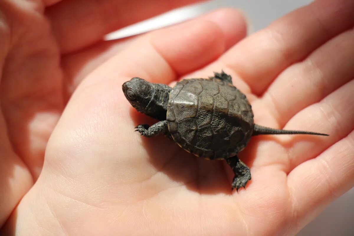 Красноухая черепаха маленькая. Мускусная черепаха s. Малая мускусная черепаха. Маленькая морская черепашка.